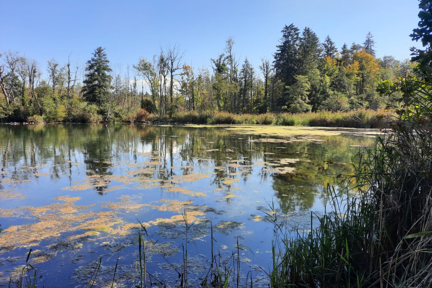 Wasser, Schilf, Bäume – die Natur zeigt sich entlang des Bibelwegs von einer besonders schönen Seite. | Foto: Hans Herrmann