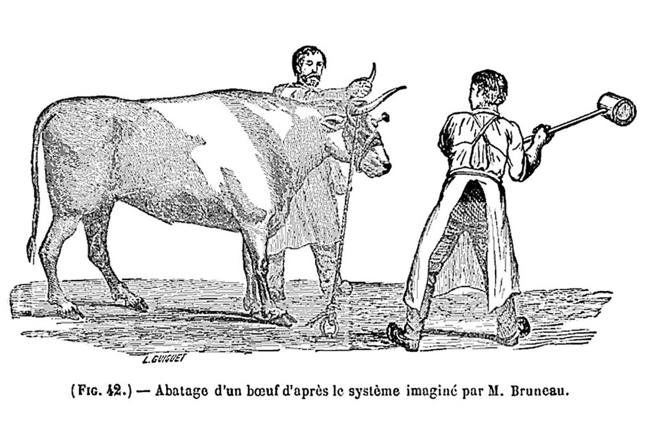 Tierfreunde waren 1893 für hammermässige Betäubung mit Stichmaske. | Illustration aus: L. Baillet, Traité de l'inspection des viandes de boucherie, 1876