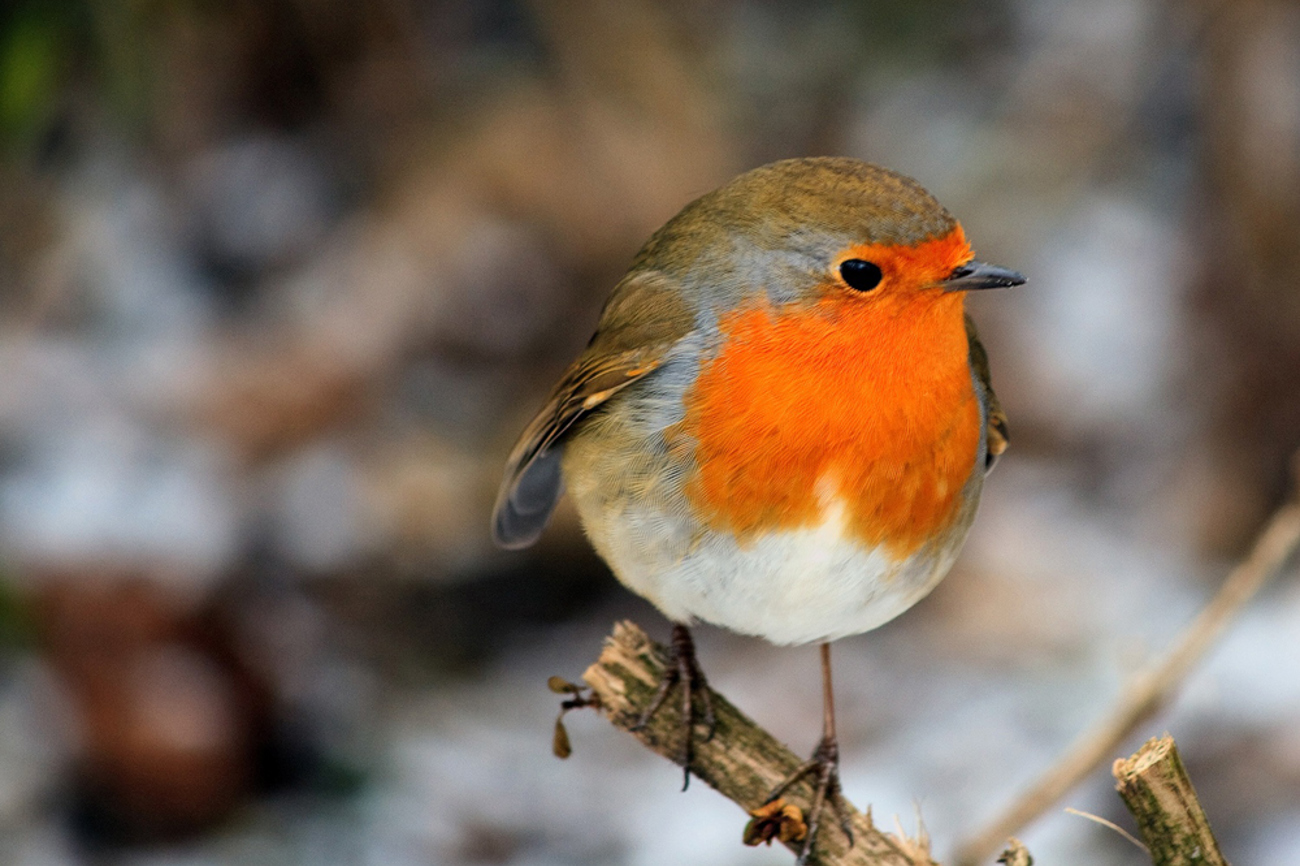 Um die rote Brust des kleinen Vogels ranken sich viele Legenden. | Foto: Dirk Vorderstraße/Wikimedia