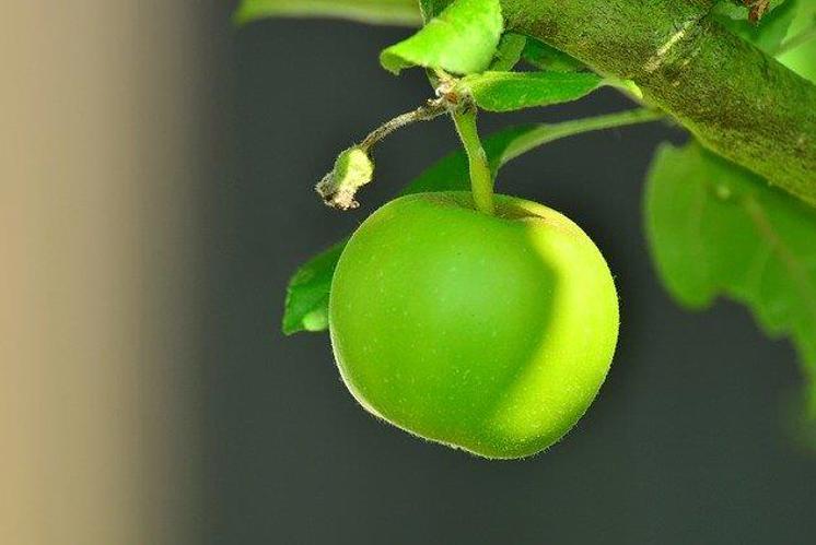Apfelbaum Mandala